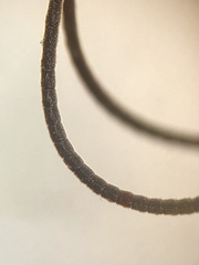 Ichneumon extensorius