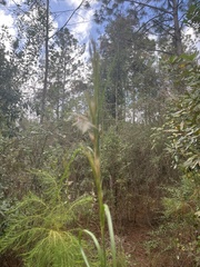 Andropogon floridanus