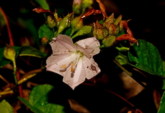 Jacquemontia paniculata