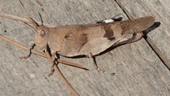 Oedipoda caerulescens