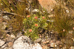 Leucospermum winteri