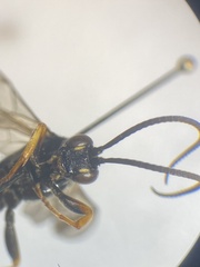 Ichneumon extensorius