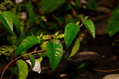 Jacquemontia paniculata