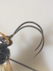 Ichneumon extensorius