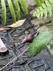 Quantula striata