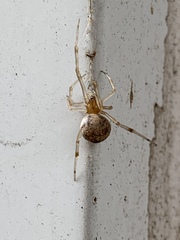 Parasteatoda