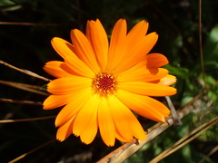 Calendula arvensis