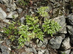 Lecokia cretica