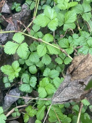Potentilla indica