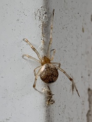 Parasteatoda