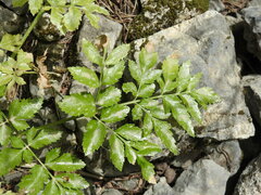 Lecokia cretica
