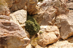 Oldenburgia paradoxa