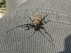 Neodillonia albisparsa