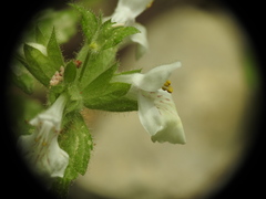 Stachys spinulosa