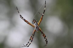 Argiope florida