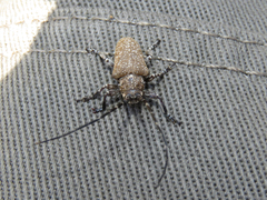 Neodillonia albisparsa