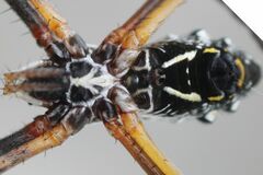 Argiope florida