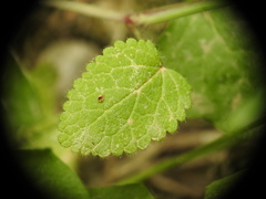 Stachys spinulosa