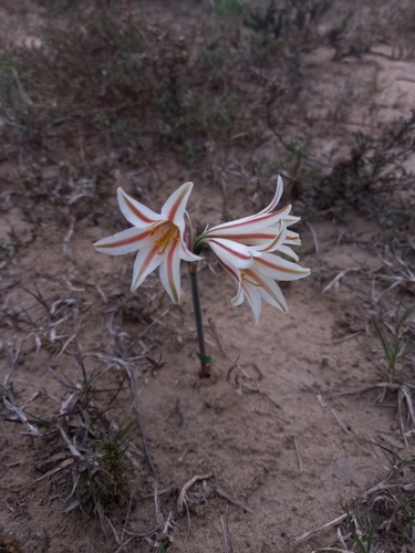 Image of Cyrtanthus smithiae by (c) Christiaan Viljoen, some rights reserved (CC BY)