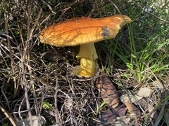 Amanita caesarea