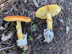 Amanita caesarea