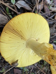 Amanita caesarea