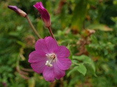 Epilobium hirsutum