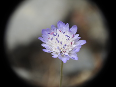Knautia integrifolia