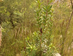 Laurophyllus capensis