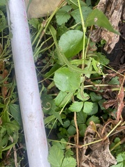 Hydrocotyle verticillata