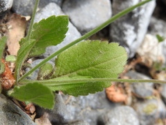 Knautia integrifolia