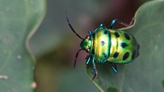 Chrysocoris purpureus