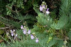 Linaria capraria