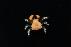 Phyllolithodes papillosus