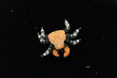 Phyllolithodes papillosus
