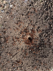 Pogonomyrmex maricopa