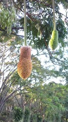Parkia speciosa
