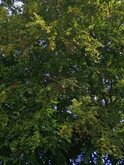 Fagus sylvatica