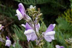 Linaria capraria