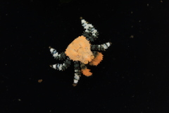 Phyllolithodes papillosus