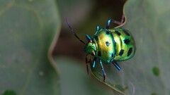Chrysocoris purpureus