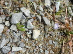 Knautia integrifolia