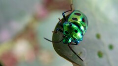 Chrysocoris purpureus