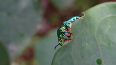 Chrysocoris purpureus