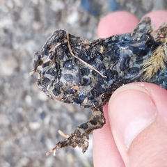 Bufotes viridis sitibundus