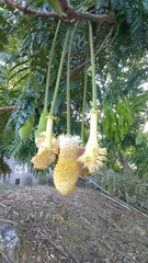 Parkia speciosa
