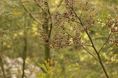 Dasineura rubiformis