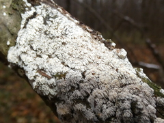 Basidioradulum radula