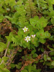 Crassula pellucida