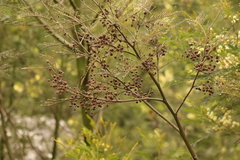 Dasineura rubiformis
